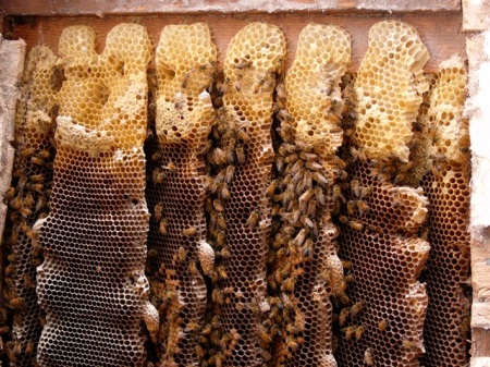 live bees